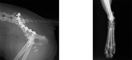 Clinica Veterinaria El Parque fractura múltiple de cadera – Fractura de metatarsianos