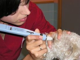 Clinica Veterinaria El Parque veterinaria observando ojos de canino